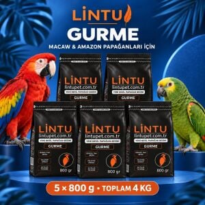 macaw-papagan-amazon-yemi